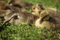 Cute ducks,ÃÂ Group of little yellow ducklings, Household